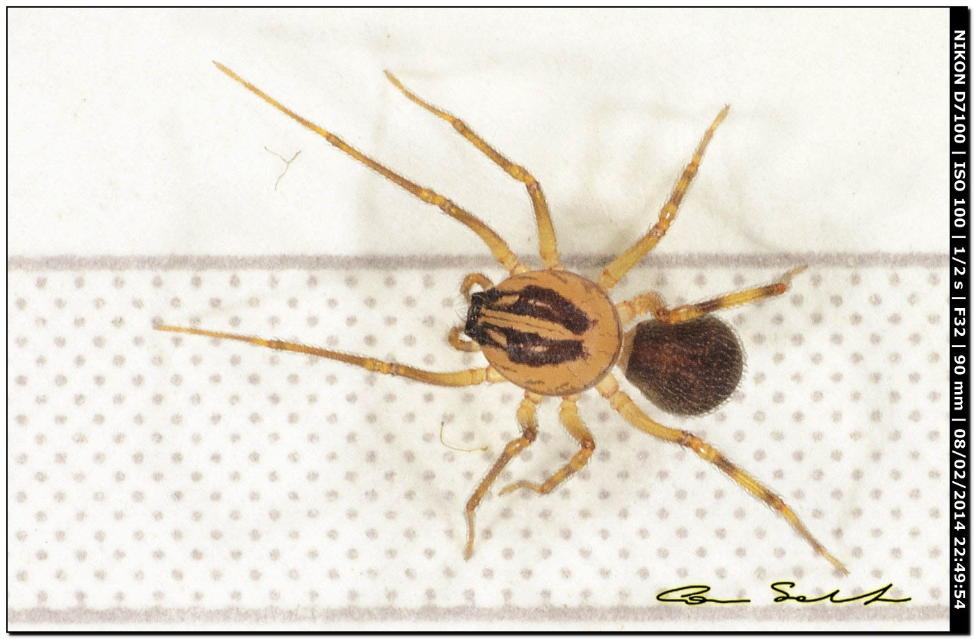 Scytodes velutina - Alghero (SS)